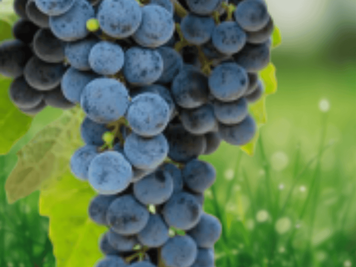 5 Seeds Cabernet Sauvignon Grape Vitis vinifera Fruit Vine Wine Grape Plant