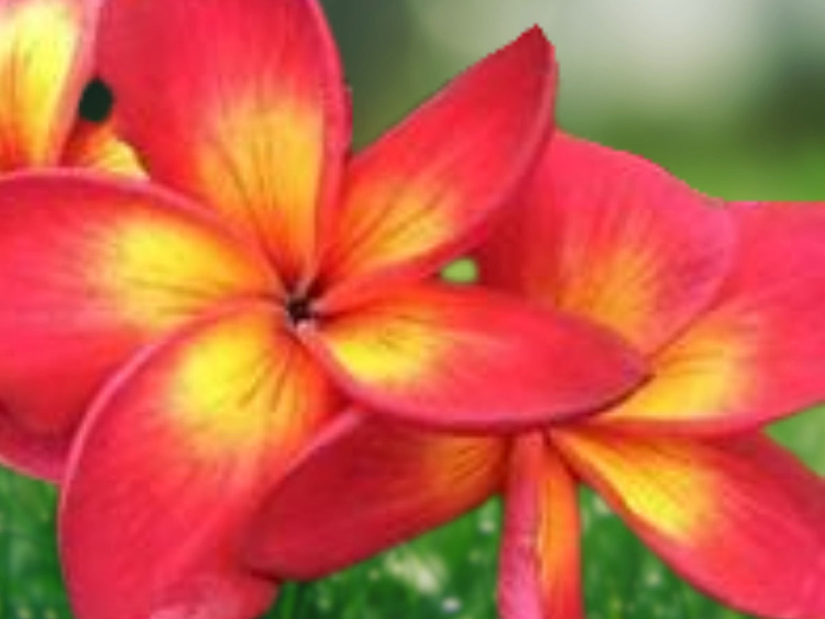 5 Seeds Pink Yellow Plumeria Frangipani Bicolor Tropical Flower Tree Fragrant Blooms Exotic Patio Container Garden Warm Climate