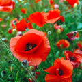 Red Poppy Seeds for Planting - 600 Seeds - Exotic Papaver rhoeas Flower Garden Seeds