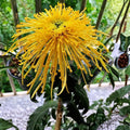 Chrysanthemum Seeds 200+ Divine Charm Annual Flower Seeds Garden Chrysanthemum morifolium