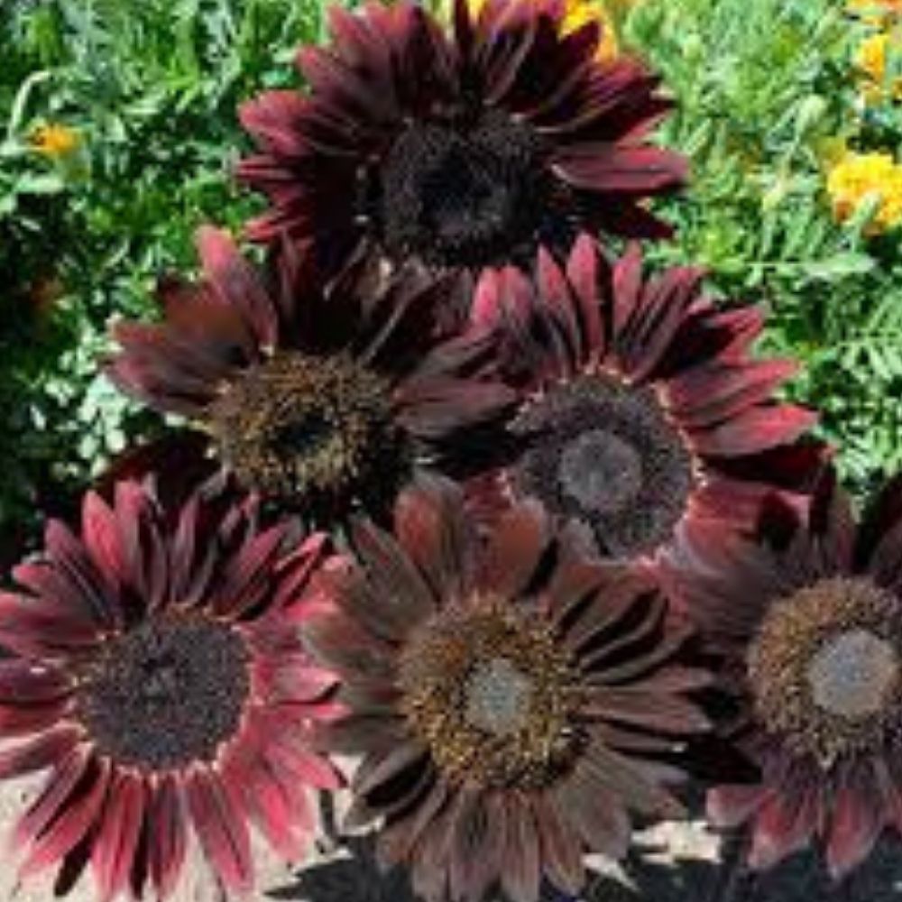 Organic Chocolate Cherry Sunflower Seeds 50 Pack Heirloom Non-GMO Helianthus annuus USA Grown