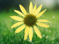 50 Seeds Echinacea Purpurea Sunrise Coneflower Perennial Peach Pink Blooms Hardy Drought Tolerant Pollinator