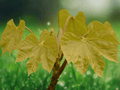 5 Seeds Firmiana simplex Chinese Parasol Tree Fast-Growing Ornamental