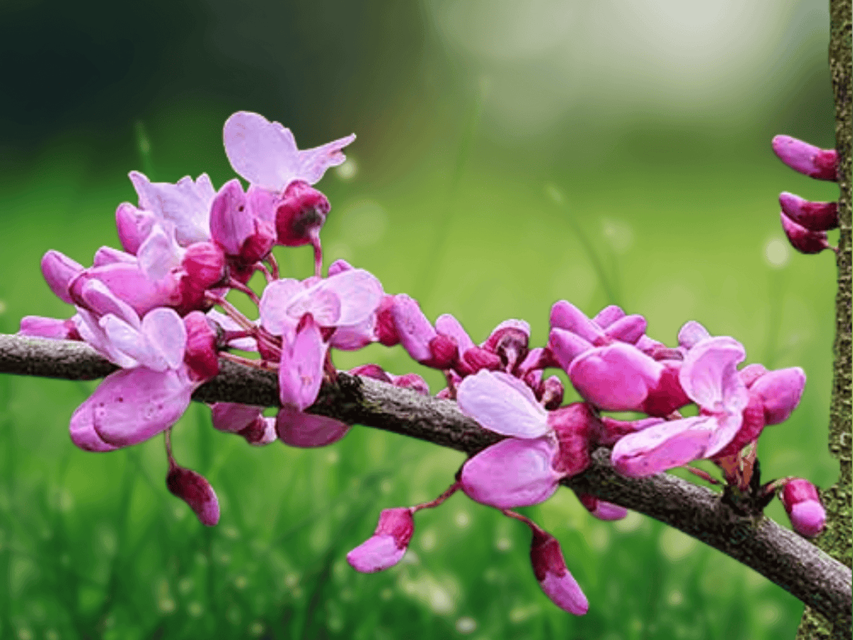 10 Seeds Cercis siliquastrum Judas Tree Ornamental Pink Flowering Tree