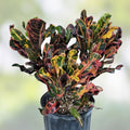 Croton Mamey Plant Cuttings 4-6 inches, Variegated Codiaeum variegatum, Extra Species Cuttings for Gardening