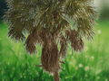 5 Seeds Sabal palmetto Cabbage Palmetto Cold Hardy Fan Palm Tree
