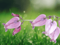 5 Seeds Dicentra formosa Pacific Bleeding Heart Native Perennial Shade Garden Woodland