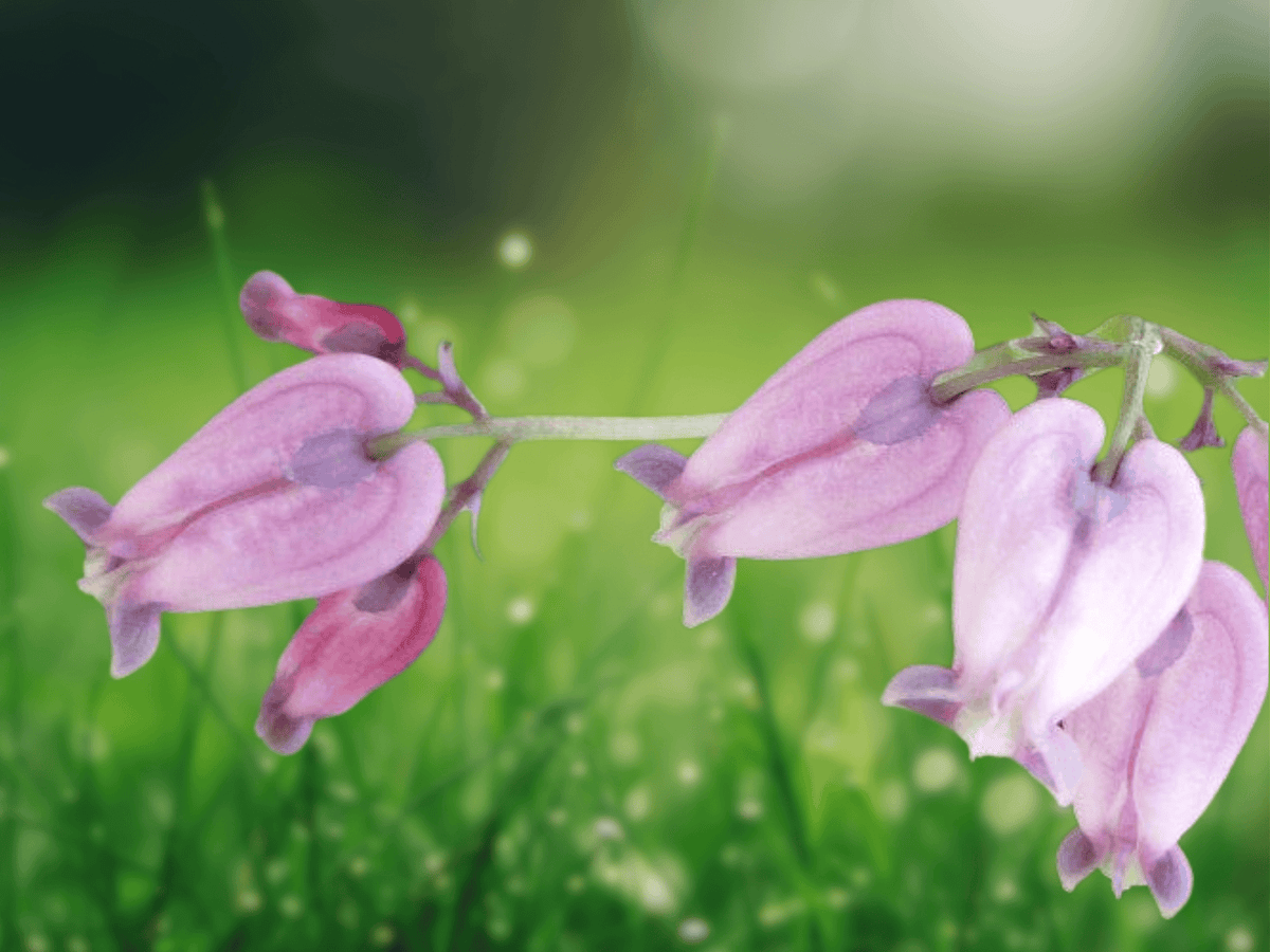 5 Seeds Dicentra formosa Pacific Bleeding Heart Native Perennial Shade Garden Woodland