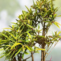 Willow Bonsai Tree Forest Kit - 8 Inch Pot, Tray, Soil, 15 Salix spp. Miniature Trees for Gardening and Decor