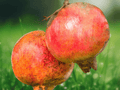 10 Live Plant Salavatski Pomegranate Punica granatum Starter Plugs