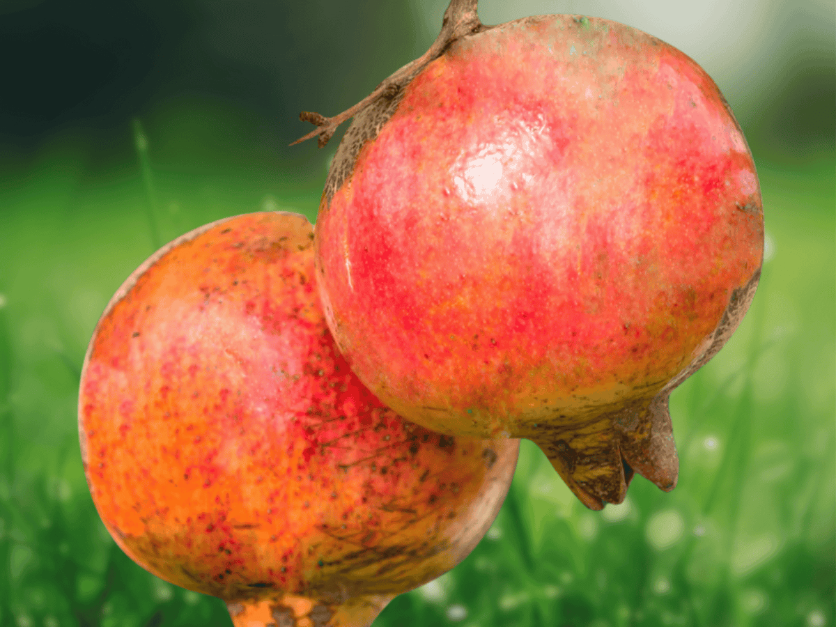 10 Live Plant Salavatski Pomegranate Punica granatum Starter Plugs