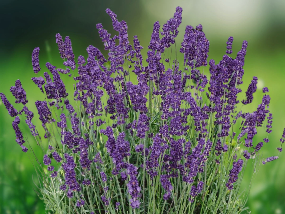 1 Live Plant Hidcote English Lavender Lavandula Angustifolia Fragrant Garden Pollinator Landscape