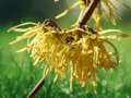 5 Seeds Witch Hazel Hamamelis virginiana Hardy Flowering Shrub
