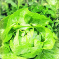 Butterhead Lettuce Seeds 500 Non-GMO Organic Heirloom Buttercrunch Vegetable Garden Lactuca sativa