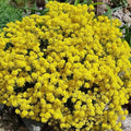 Yellow Acre Sedum Seeds (200 Seeds) - Stunning Yellow Groundcover, Sedum acre