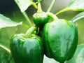 30 Seeds Emerald Giant Bell Pepper Heirloom Non GMO Sweet Vegetable Easy Grow Large Green Peppers Patio Container Garden