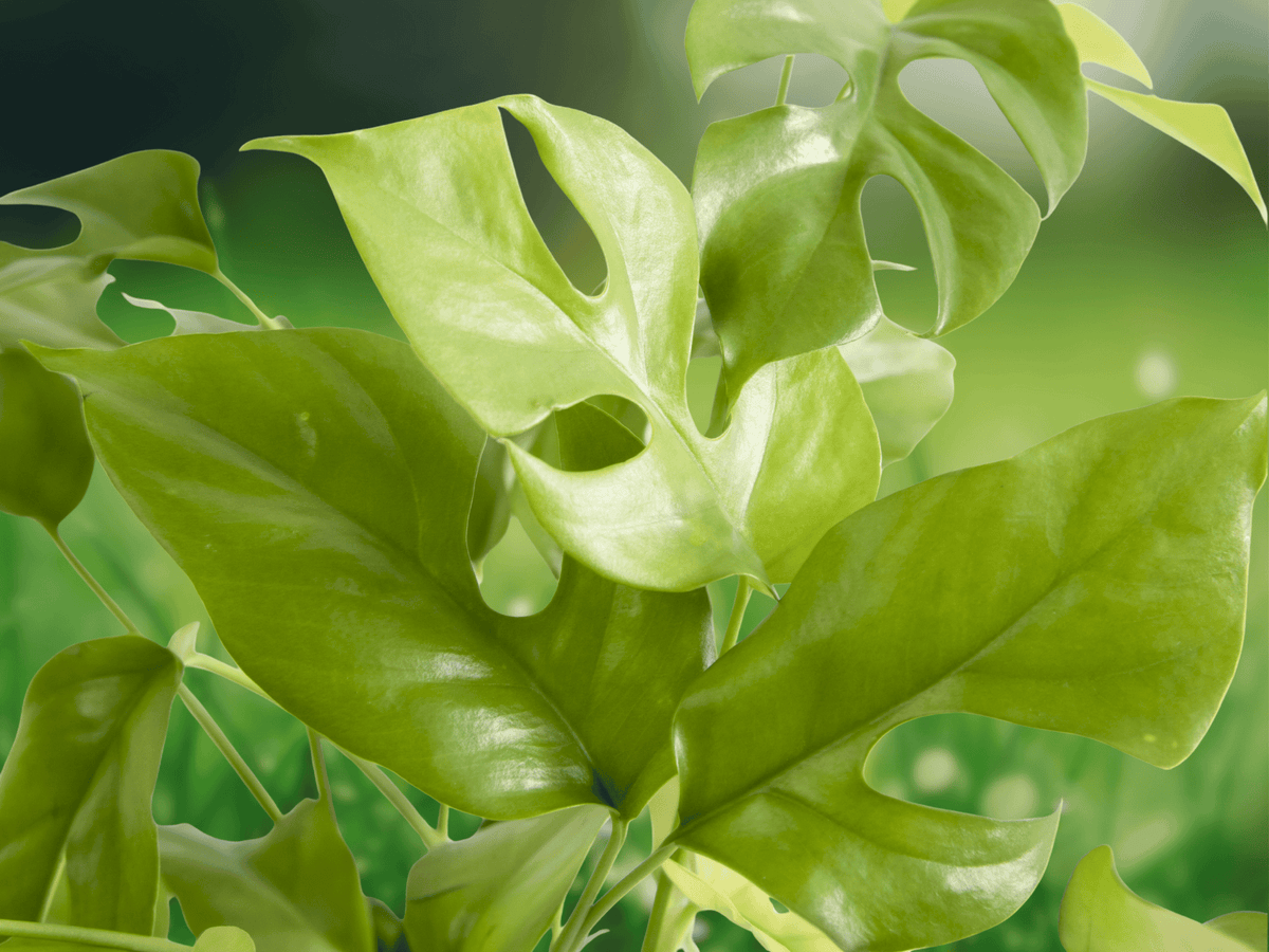5 Seeds Rhaphidophora tetrasperma Mini Monstera Climbing Houseplant