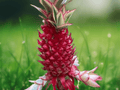 1 Live Plant Variegated Pineapple Ananas comosus Starter Plug Tropical Fruit Plant