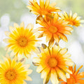 Gazania Rigens White Cherry Yellow Flowers 4-Inch Pot Hardy Perennial Ground Cover Plant