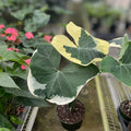 Alocasia Xanthosoma 'Mickey Mouse' Variegata 6" Pot - Unique Variegated Houseplant for Indoor Decor