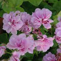 Trailing Ivy Geranium Live Plant Cuttings 3" x 6" Lavender Pelargonium Peltatum