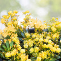 Golden Yellow Lewisia Seeds 35 or 100 Non-GMO Flower Seeds for Garden Lewisia rediviva