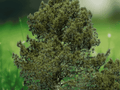 5 Seeds Pinus eldarica Afghan Pine Hardy Evergreen Tree Drought Tolerant Conifer Bonsai Specimen