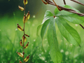 5 Seeds Dioscorea pentaphylla Fiveleaf Yam Vine Tropical Climbing Tuber