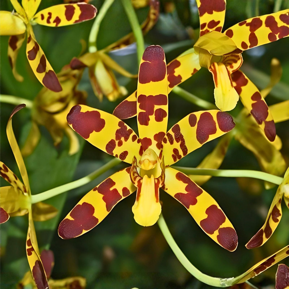 Orchid Cuttings 5-Pack Ansellia Africana Live Plant Propagation for Home Gardening and Indoor Decor
