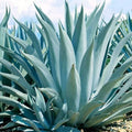 Agave Seeds Mix 10 Pack - Mixed Species Agave for Planting - Garden and Landscape Use - Varied Colors