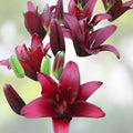 Asiatic Lily Bulb - Large Burgundy Red Flower Bulb for Garden Planting - Lilium Landini Bulb