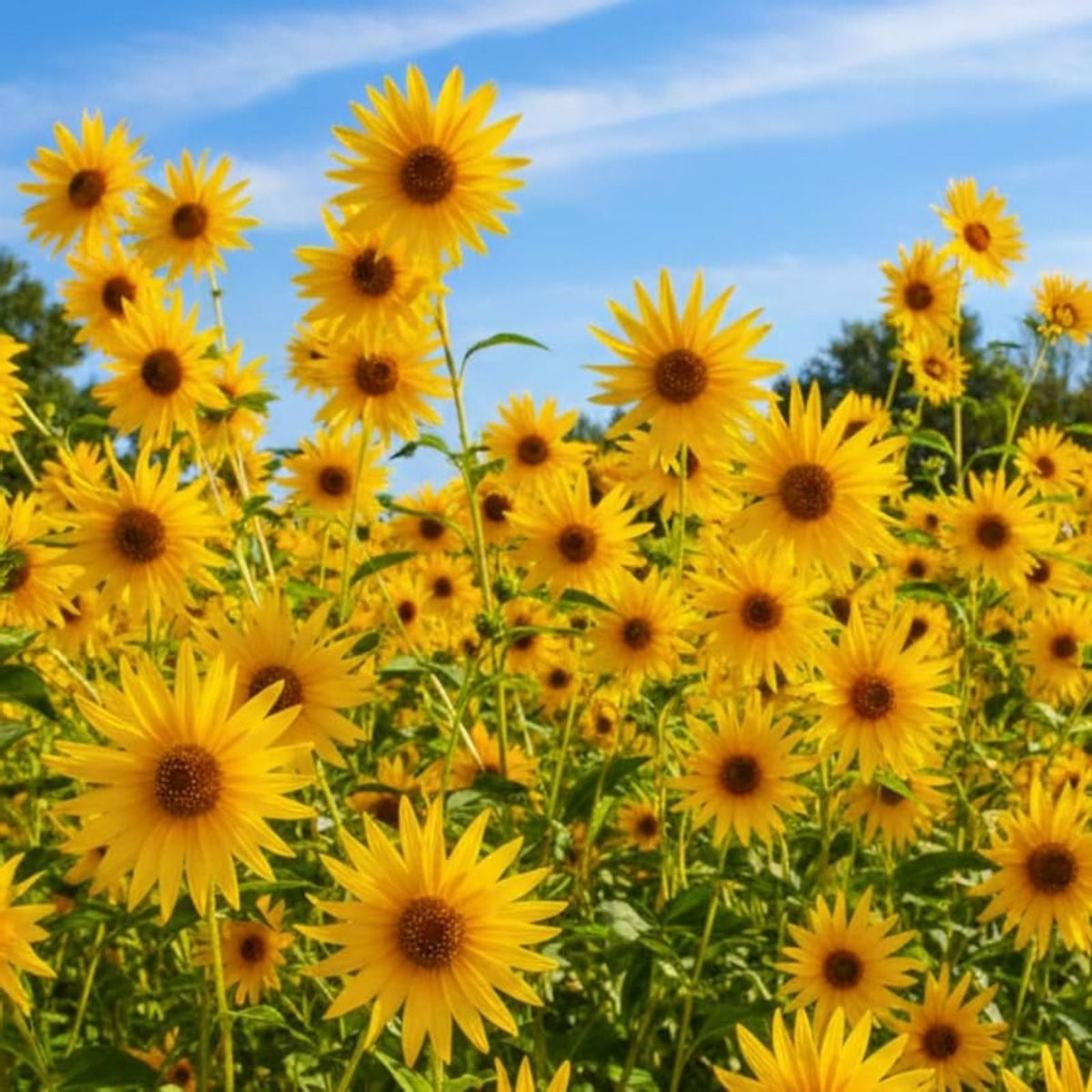Giant Maximillian Sunflower Seeds - 200+ Perennial Seeds - Helianthus maximiliani - USA Shipping