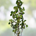 Hybrid Poplar Bonsai Tree Cuttings - Easy to Grow Forest Style Indoor Outdoor Plant - Populus deltoides