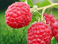 1 Live Plant Plug September Red Raspberry Rubus idaeus