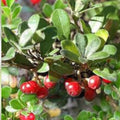 Bearberry Seeds for Planting - 15 Pack - Ground Cover, Evergreen, Arctostaphylos uva-ursi, Low Growing, Hardy, Landscaping