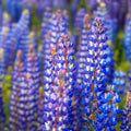 Arroyo Lupine Seeds 100 Count – Purple Wildflower Seeds – Lupinus succulentus – Easy to Grow Native Flower Seeds