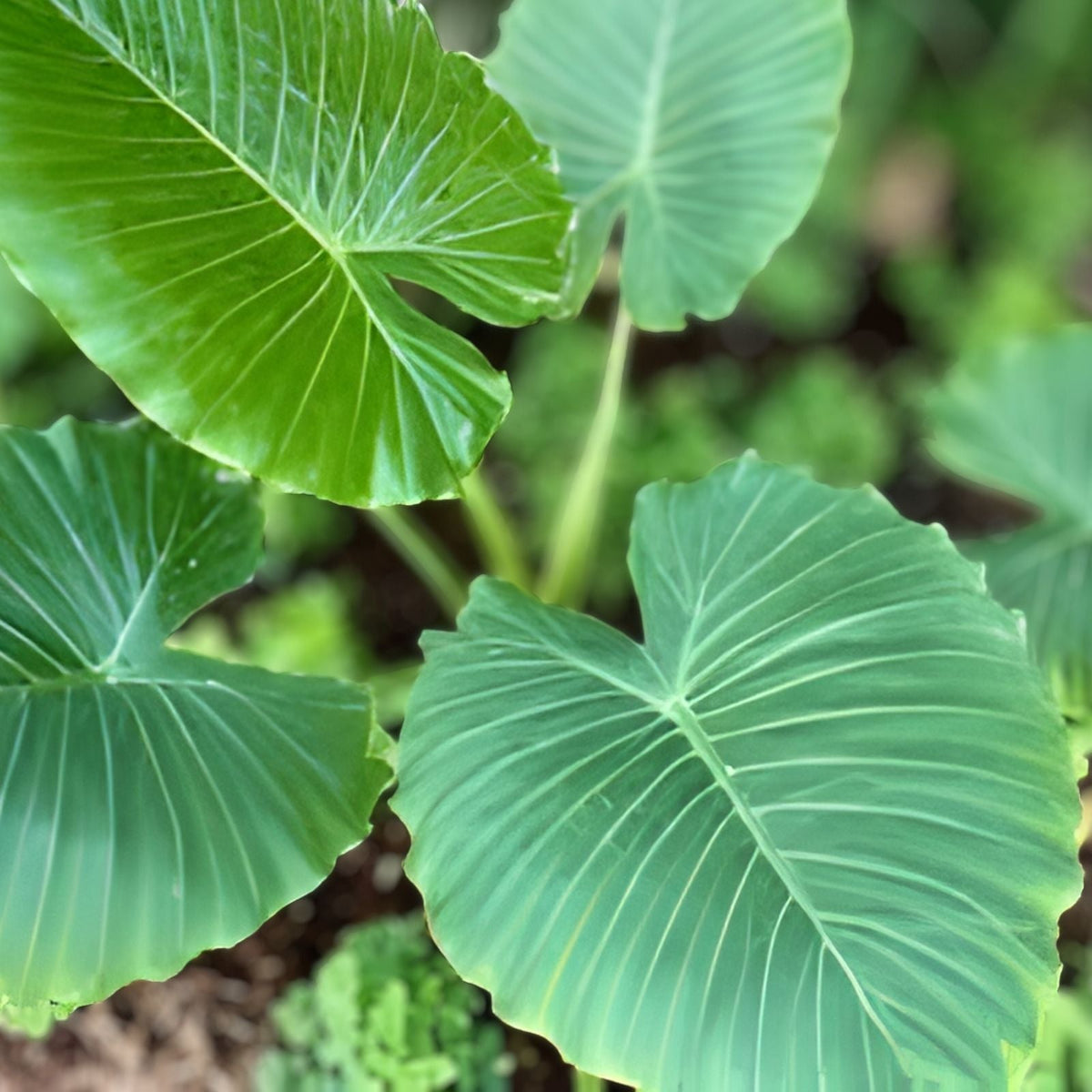 Dwarf Elephant Ear Plant 10" Pot | Alocasia Odora 'California' | Tropical Houseplant | Indoor Plant Decor