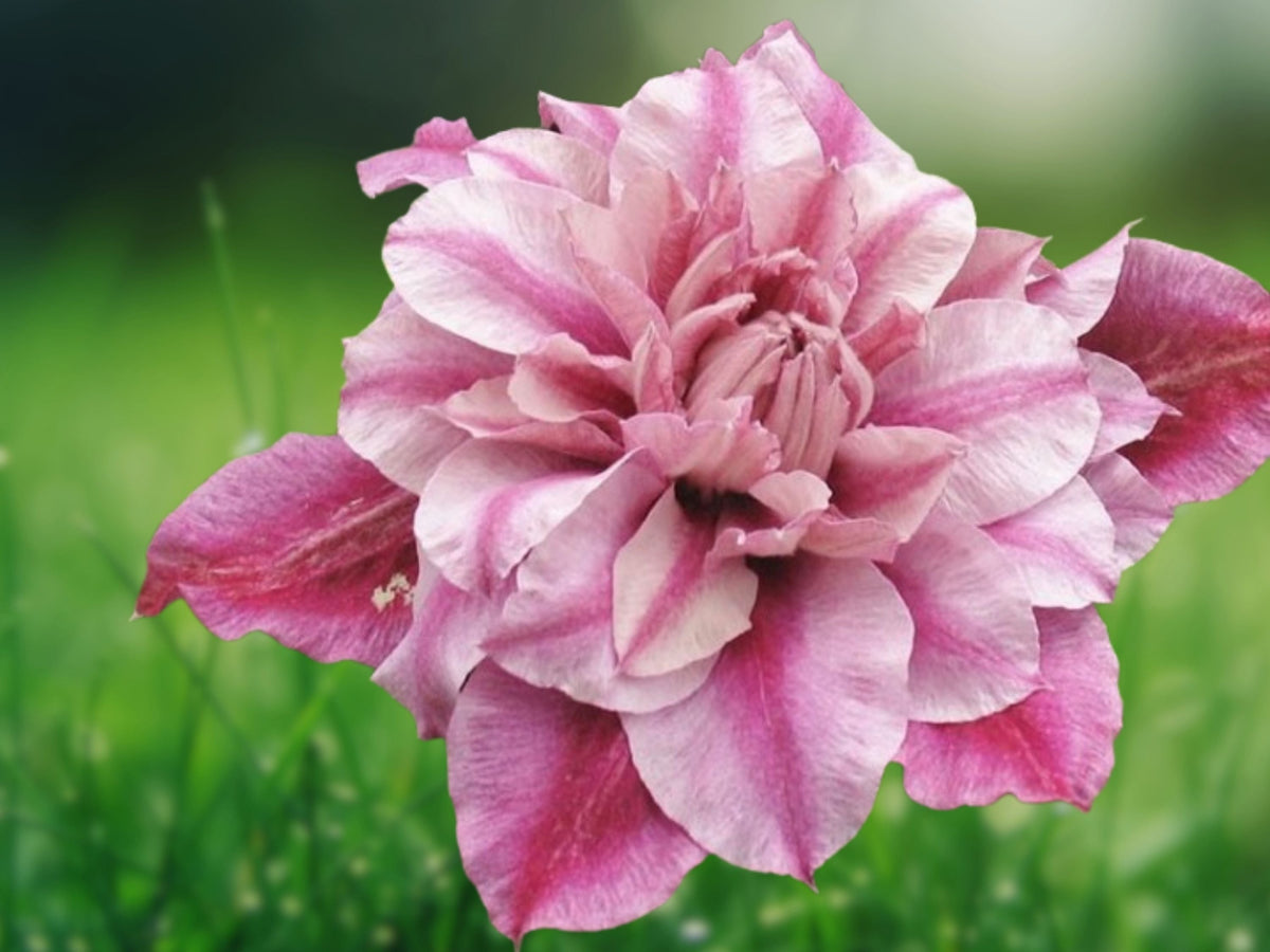 25 Seeds Clematis Patricia Perennial Climbing Vine Bright Magenta Pink Blooms Hardy Flowering Vine