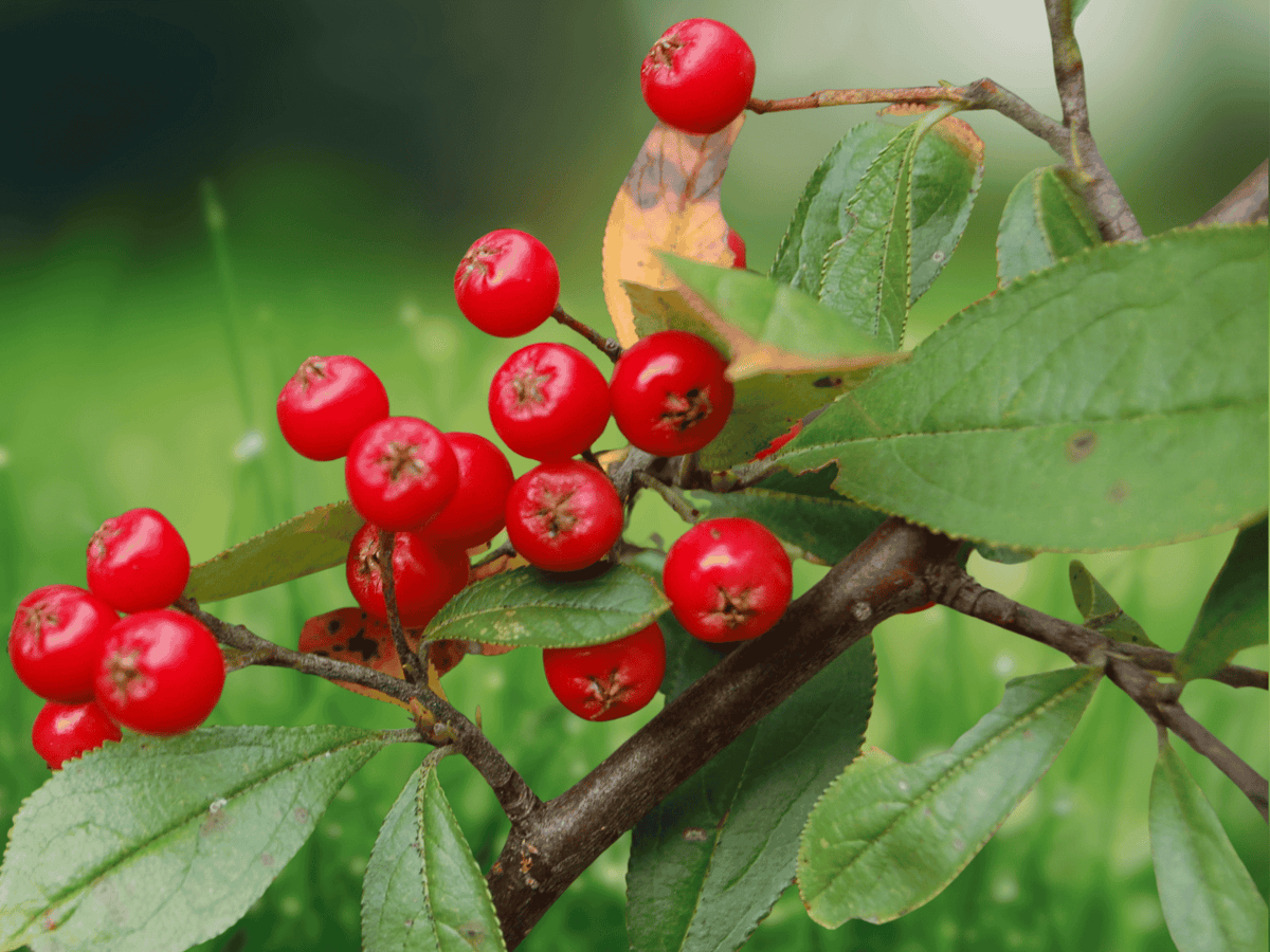 3 Live Plants Red Chokeberry Aronia arbutifolia Starter Plant Native Shrub