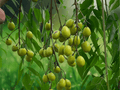 5 Seeds Azadirachta indica Neem Tree Tropical Shade Evergreen