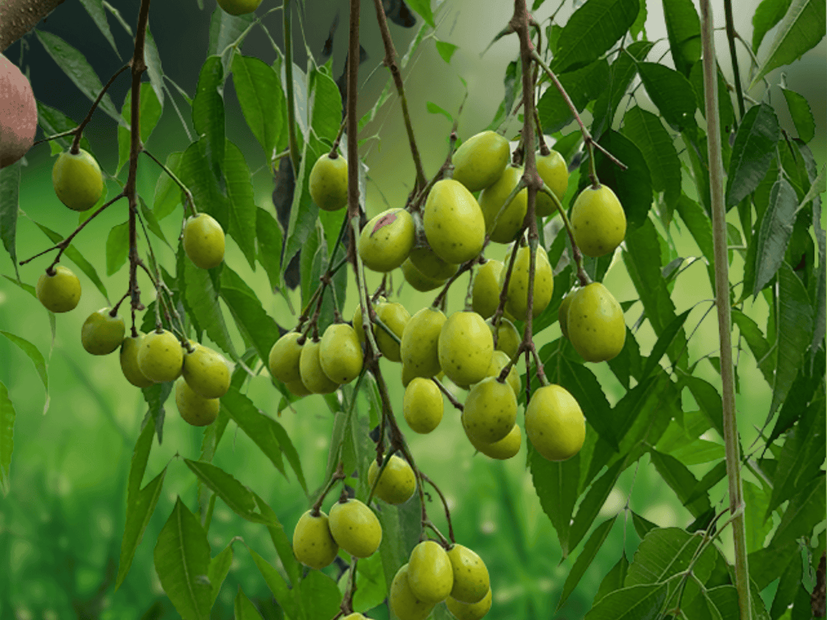 5 Seeds Azadirachta indica Neem Tree Tropical Shade Evergreen