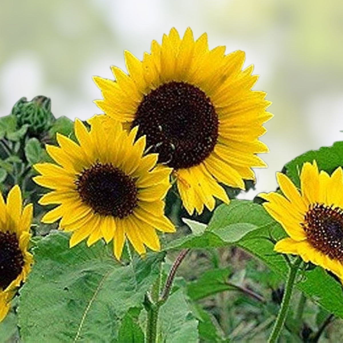 Large Mammoth Grey Stripe Sunflower 100 Seeds for Planting - Helianthus annuus - Jumbo Size, Non-GMO, High Yield
