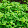 Oregano Live Herb Plant Set of 2 in 4 Inch Pots – Culinary Perennial Origanum for Cooking and Herbs