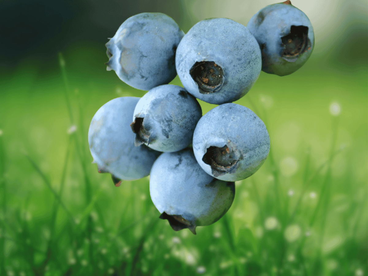 10 Starter Plug Sharpe Blue Blueberry Vaccinium corymbosum Live Plant