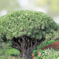 Dragon Blood Bonsai Tree Seeds – 6 Seeds – Dracaena Draco – Unique Indoor Plant for Home Gardening