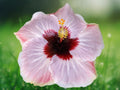 20 Light Pink Hibiscus Seeds Hardy Tropical Perennial Flower Large Soft Blooms Attract Butterflies Hummingbirds Garden Patio Plant