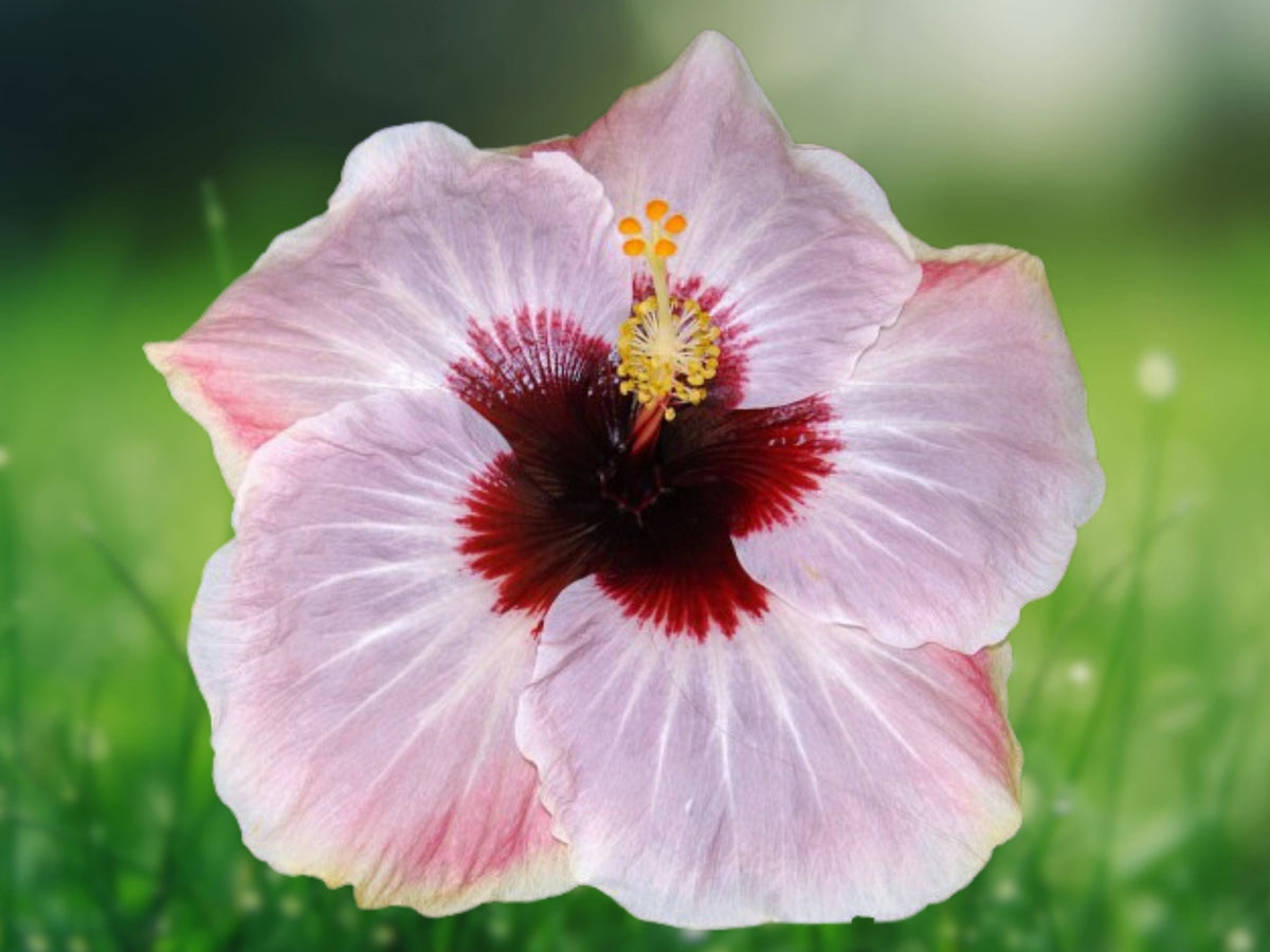 20 Light Pink Hibiscus Seeds Hardy Tropical Perennial Flower Large Soft Blooms Attract Butterflies Hummingbirds Garden Patio Plant
