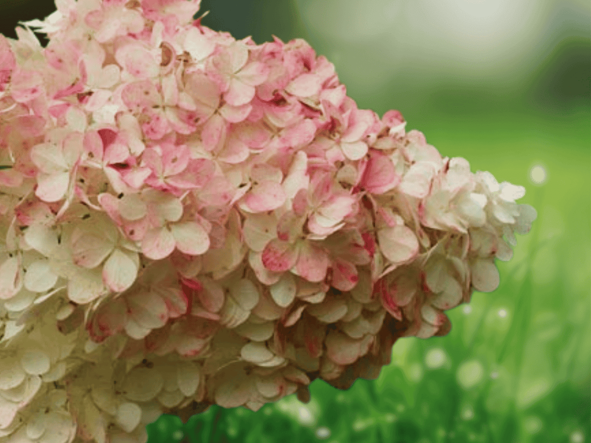 3 Live Plants Phantom Hydrangea Paniculata 6 Inch Tall Starter Plants