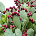 Spineless Prickly Pear Cactus Pads - Nopales Edible Succulent - Opuntia Cacanapa Elisiana Plant for Gardening
