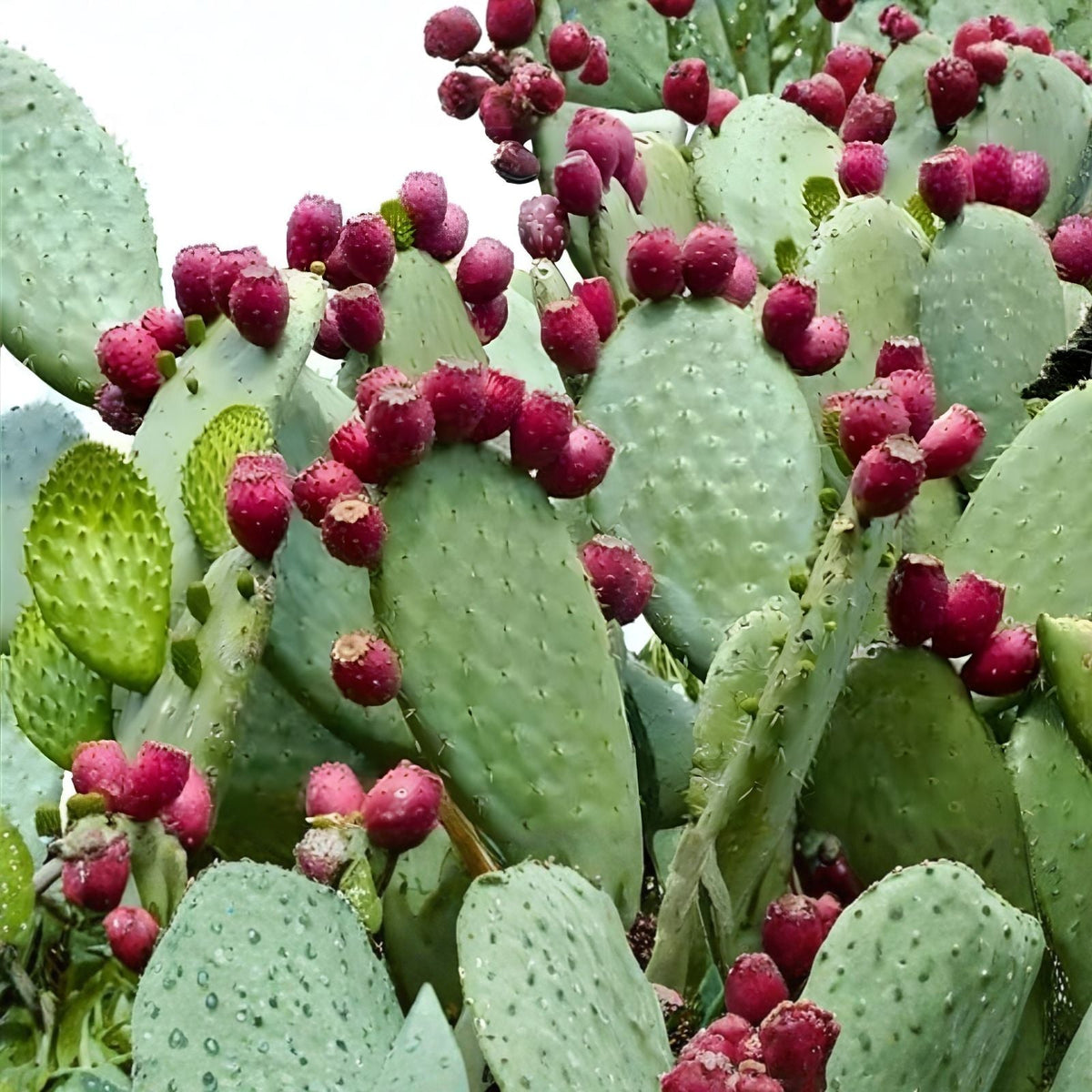 Spineless Prickly Pear Cactus Pads - Nopales Edible Succulent - Opuntia Cacanapa Elisiana Plant for Gardening